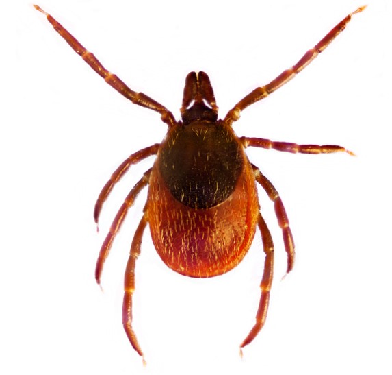 Ixodes ricinus ehk tavaline puuk